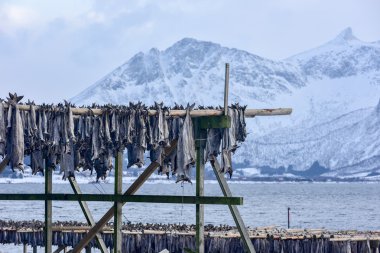 Stockfish - Gimsoy, Lofoten Adası, Norveç kurutma