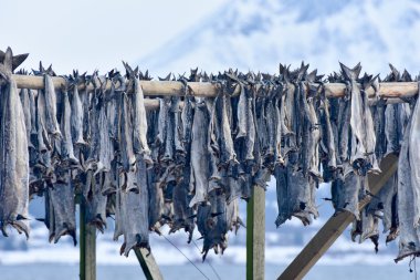 Stockfish - Gimsoy, Lofoten Adası, Norveç kurutma