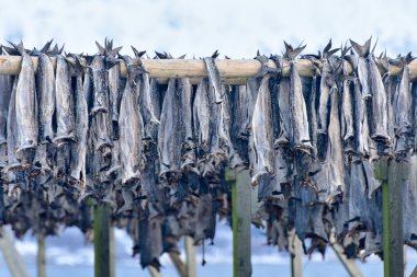 Stockfish - Gimsoy, Lofoten Adası, Norveç kurutma