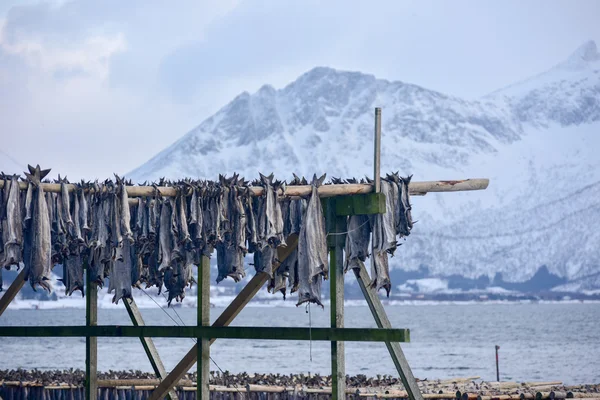 Secación de bacalao - Gimsoy, Isla de Lofoten, Noruega —  Fotos de Stock