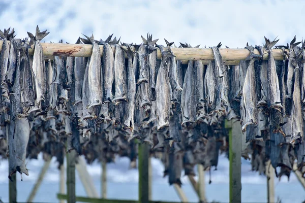 Torkning lutfisk - Gimsoy, Lofoten Island, Norge — Stockfoto