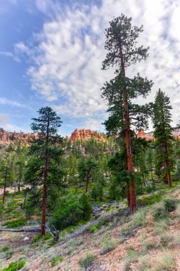 Bryce Kanyonu Ulusal Parkı