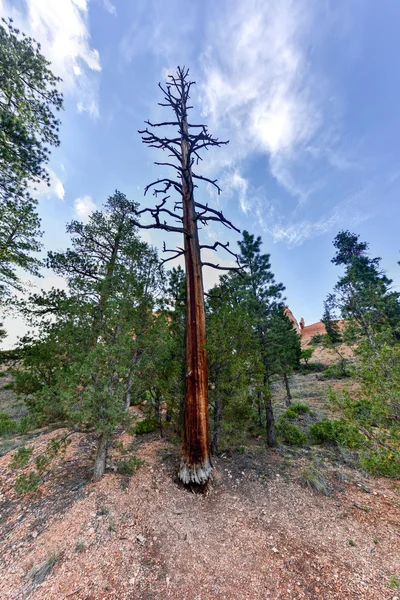 Bryce Canyon National Park — Stock Photo, Image