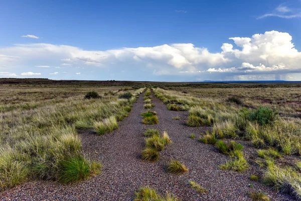 Polní cesta podél Petrified Forest National Park — Stock fotografie