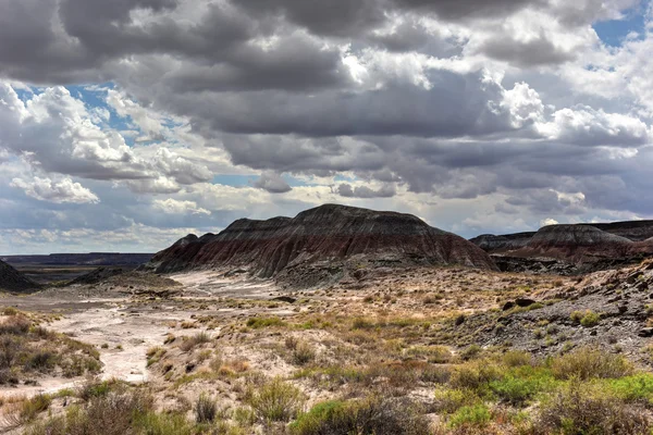 Parque Nacional Florestal Petrificado — Fotografia de Stock