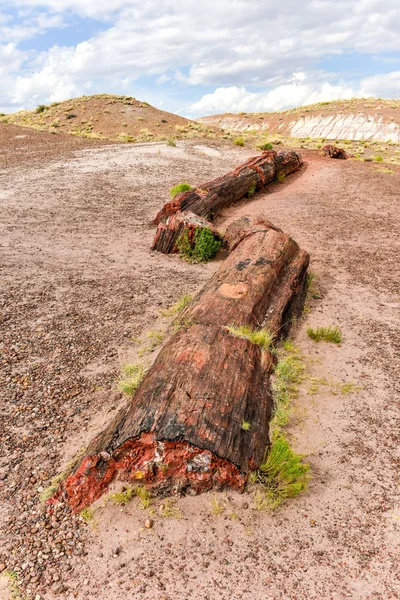 Jasper Forest - Petrified Forest National Park — Zdjęcie stockowe