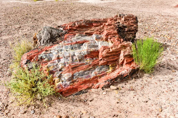 Jaspiswald - Nationalpark versteinerter Wälder — Stockfoto