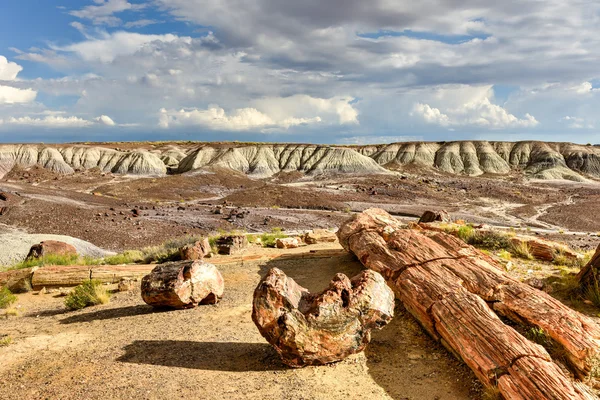 Crystal Forest - Petrified Forest National Park — Stock Photo, Image