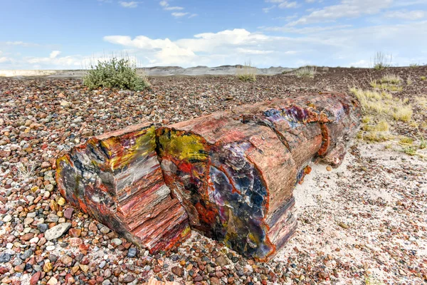 Crystal Forest - Petrified Forest National Park — Stock Photo, Image