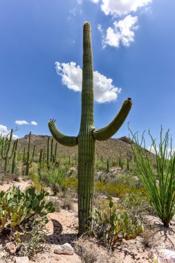 Saguaro Ulusal Parkı