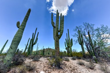 Saguaro Ulusal Parkı