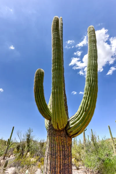 Saguaro国家公园 — 图库照片