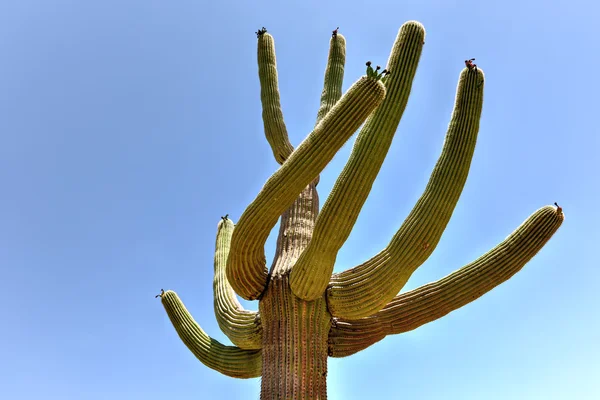 Saguaro国家公园 — 图库照片