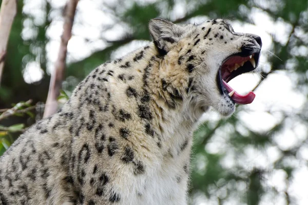 Snow Leopard macska — Stock Fotó