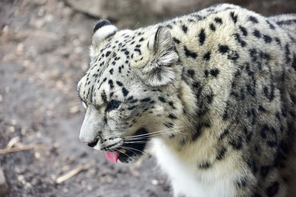 Snow Leopard macska — Stock Fotó