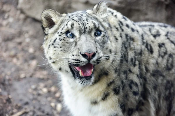 Snow Leopard macska — Stock Fotó