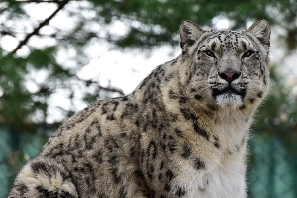 Snow Leopard macska — Stock Fotó