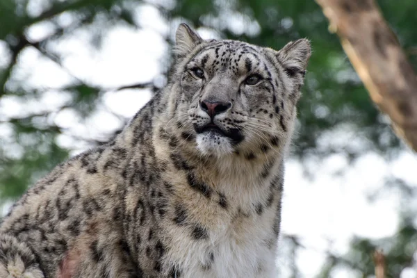 Snow Leopard macska — Stock Fotó