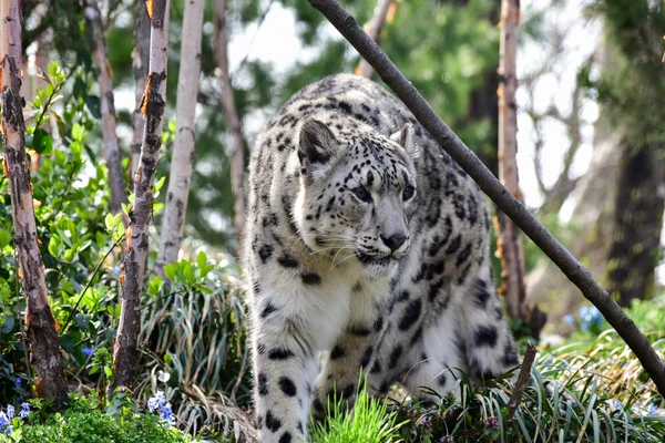 Nieve leopardo gato —  Fotos de Stock