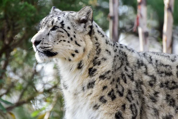 Snow Leopard macska — Stock Fotó