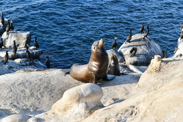 Kaliforniya Deniz Aslanları Jolla Koyu Nda Kayalıklarda San Diego California — Stok fotoğraf