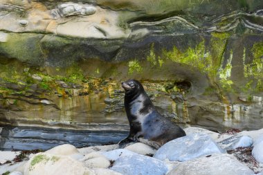 Kaliforniya Deniz Aslanları La Jolla Koyu 'nda kayalıklarda, San Diego, California
