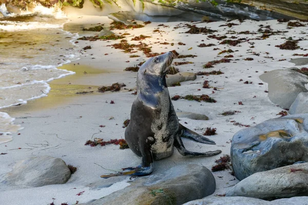 Lions Mer Californie Sur Les Rochers Jolla Cove San Diego — Photo