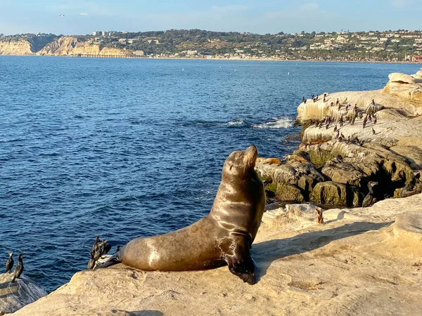 Kaliforniya Deniz Aslanları Jolla Koyu Nda Kayalıklarda San Diego California — Stok fotoğraf