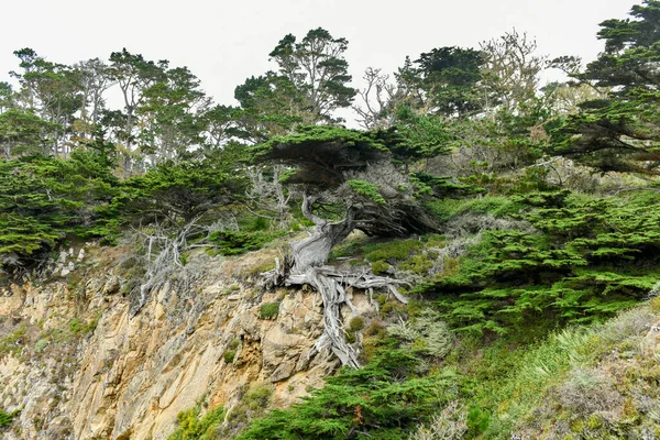 Réserve Naturelle État Point Lobos Juste Sud Carmel Sea Californie — Photo