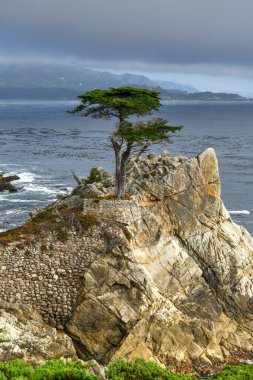 The Lone Cypress, 17 Mile Drive 'dan Kaliforniya, Pebble Beach' te görüldü.