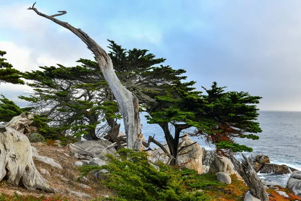 Τοπίο Του Pescadero Point Δέντρα Φάντασμα Κατά Μήκος Mile Drive — Φωτογραφία Αρχείου