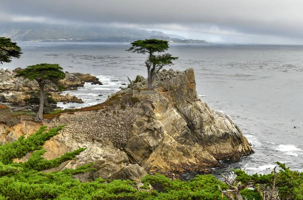 在加利福尼亚卵石滩的17英里车道上看到的孤独寂寞的柏树 — 图库照片