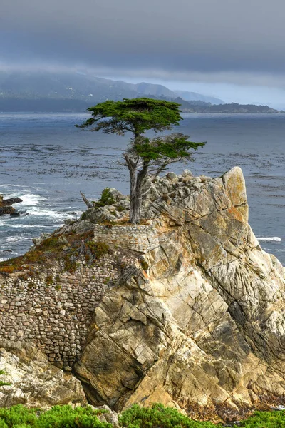 Lone Cypress Seen Mile Drive Pebble Beach California — Stock Photo, Image