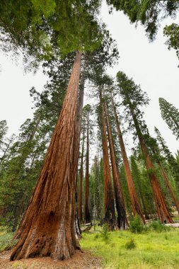 Mariposa Grove 'daki dev Sequoia ağaçları, Yosemite Ulusal Parkı, Kaliforniya, ABD