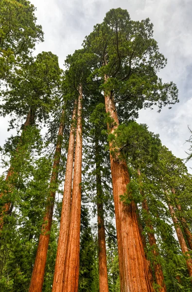 アメリカ合衆国カリフォルニア州ヨセミテ国立公園マリポサグローブにあるジャイアントセコイアの木 — ストック写真