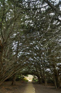 Kaliforniya, Garrapata Eyalet Parkı 'ndan kayalık Pasifik Sahili manzarası.