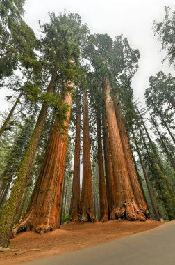 Sequoia Ulusal Parkı 'ndaki Parker Grubu' nun (Sequoiadendron Giganteum) bir parçası..