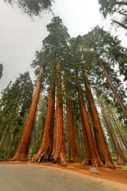 Sequoia Ulusal Parkı 'ndaki Parker Grubu' nun (Sequoiadendron Giganteum) bir parçası..