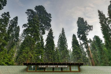 Sequoia Ulusal Parkı 'ndaki Dev Orman Müzesi, Kaliforniya, ABD