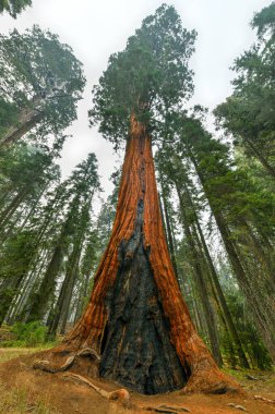 Sequoia Ulusal Parkı 'ndaki Big Trees Patikası dünyanın en büyük ağaçlarının olduğu yer, Kaliforniya, ABD