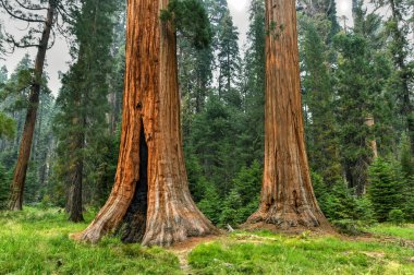 Sequoia Ulusal Parkı 'ndaki Big Trees Patikası dünyanın en büyük ağaçlarının olduğu yer, Kaliforniya, ABD