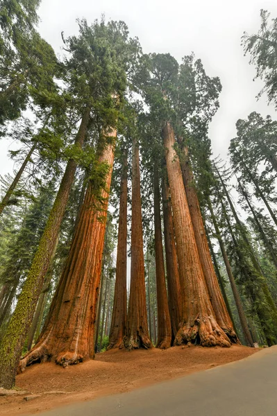 Giant Sequoias Sequoiadendron Giganteum Частина Parker Group Sequoia National Park — стокове фото