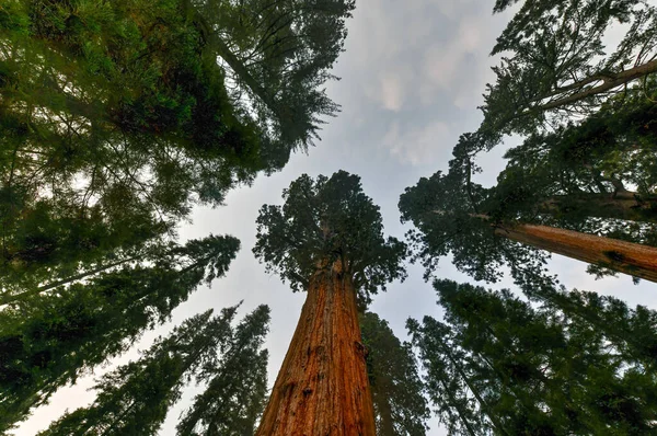 Giant Sequoia Tree General Sherman Sequoia National Park California Usa — Stock Photo, Image