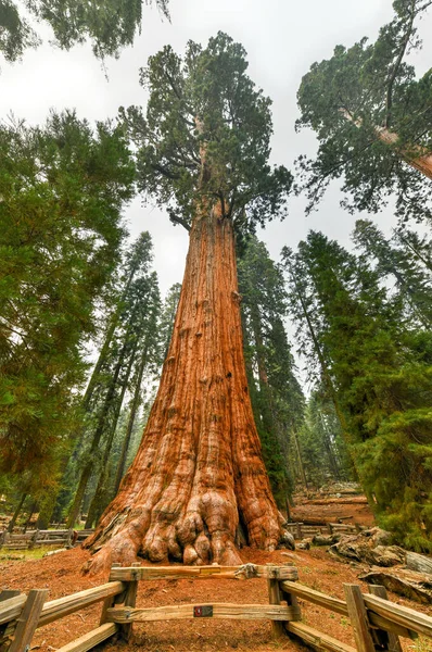 Séquoia Géant Général Sherman Dans Parc National Sequoia Californie États — Photo