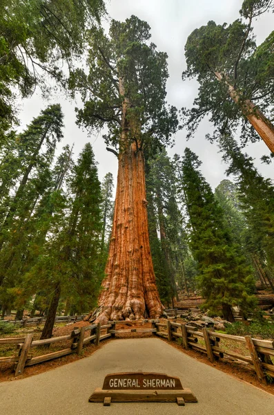 Árbol Secuoya Gigante General Sherman Parque Nacional Sequoia California — Foto de Stock