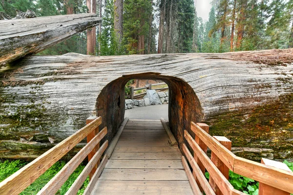 Entrada Para Arvoredo Com Sequoias Gigantes General Sherman Sequoia National — Fotografia de Stock