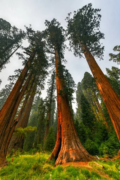 Big Trees Trail Parque Nacional Sequoia Donde Están Los Árboles — Foto de Stock