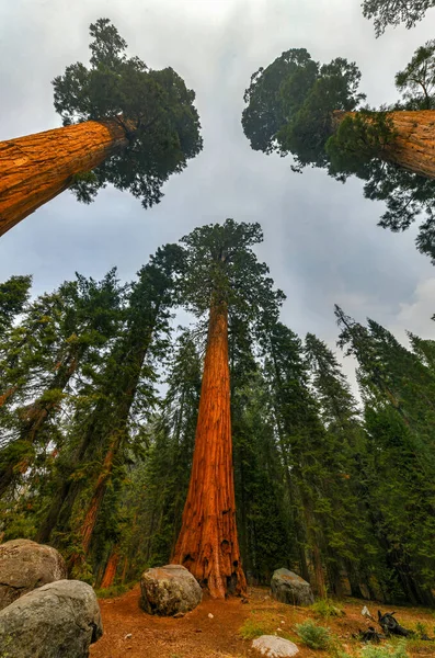 Big Trees Trail Dans Parc National Sequoia Sont Les Grands — Photo