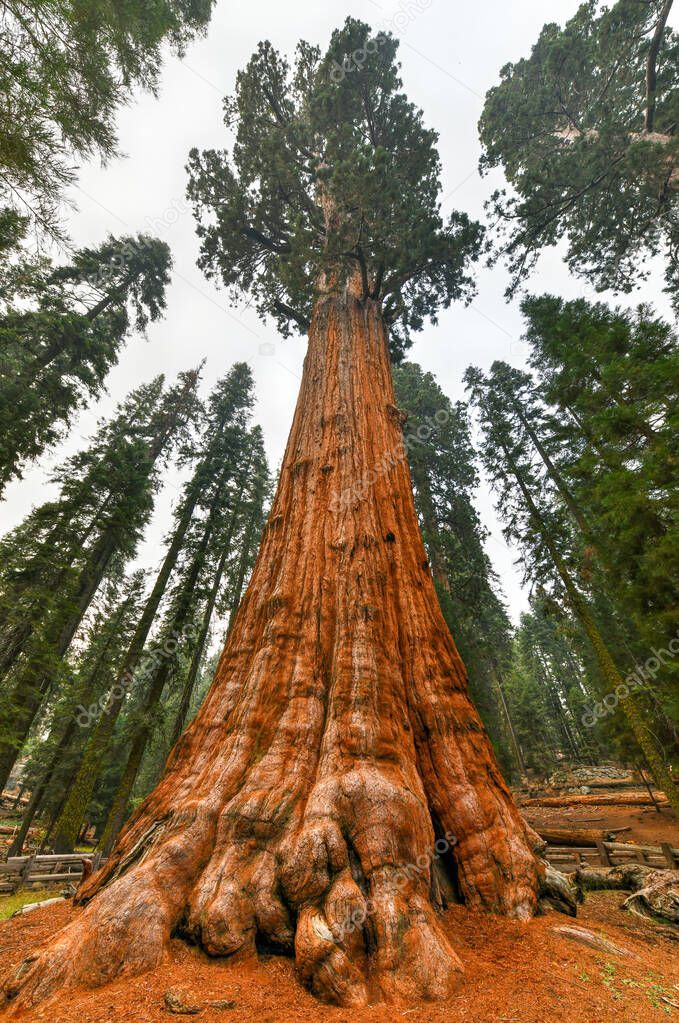 Giant sequoia tree - General Sherman in Sequoia National Park, California, USA