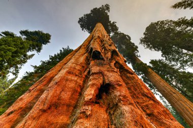 Sequoia Ulusal Parkı 'ndaki Big Trees Patikası dünyanın en büyük ağaçlarının olduğu yer, Kaliforniya, ABD